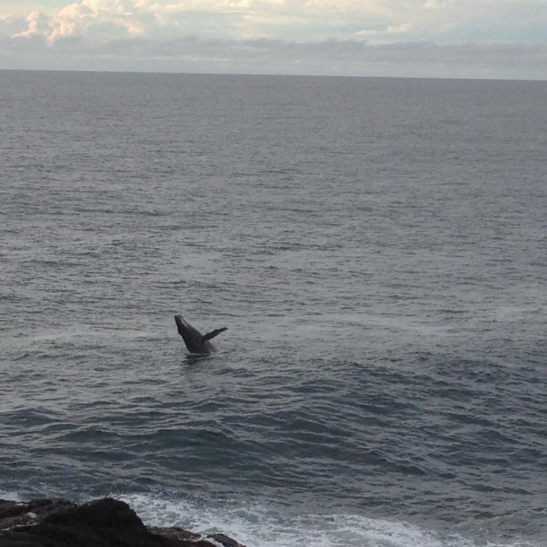 Bed and Breakfast Sea Whispers Kiama Exterior foto